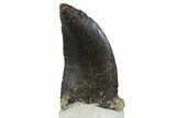 Serrated, Allosaurus Tooth - Bone Cabin Quarry, Wyoming #163399-1